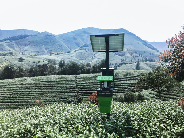 联网风吸式茶园杀虫灯基地安装实景图 联网风吸式茶园杀虫灯基地安装实景图