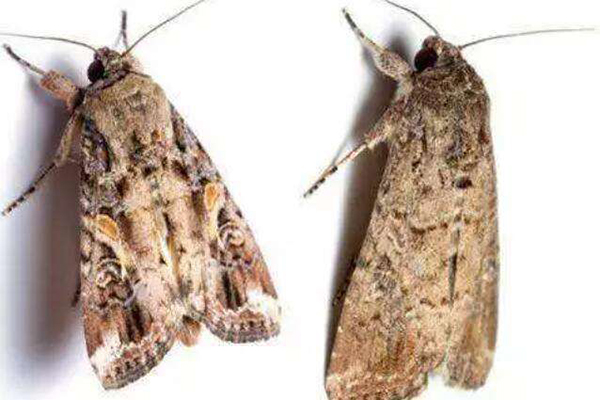 草地贪夜蛾 草地贪夜蛾