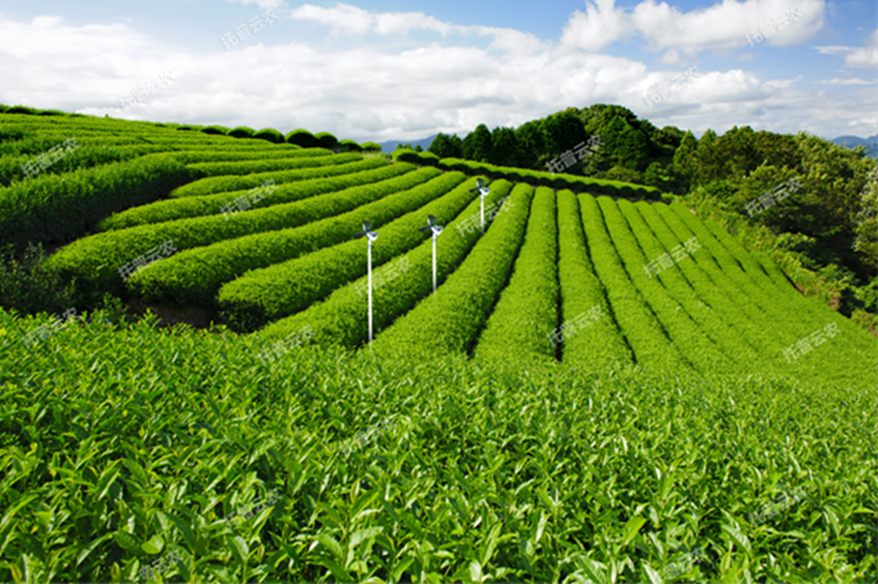 1641349683193328.png 智慧茶园2.png